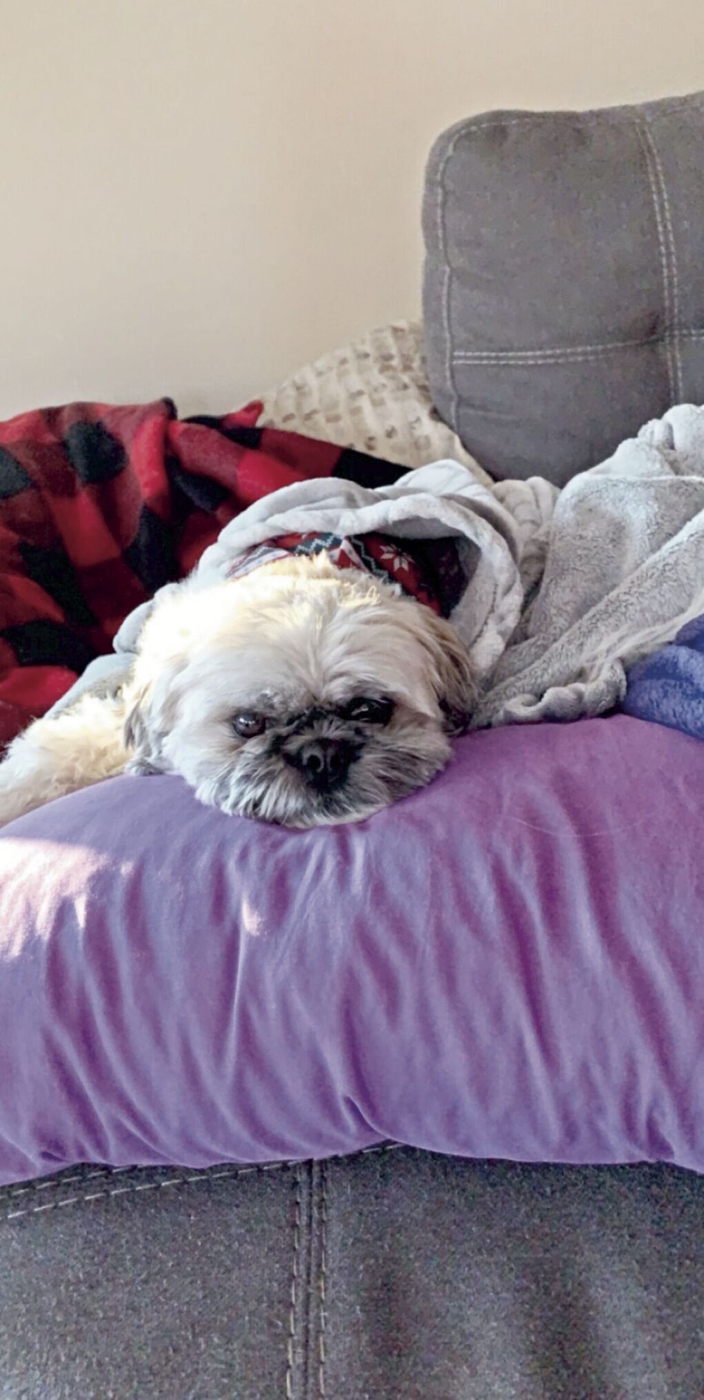 dog-6.tif